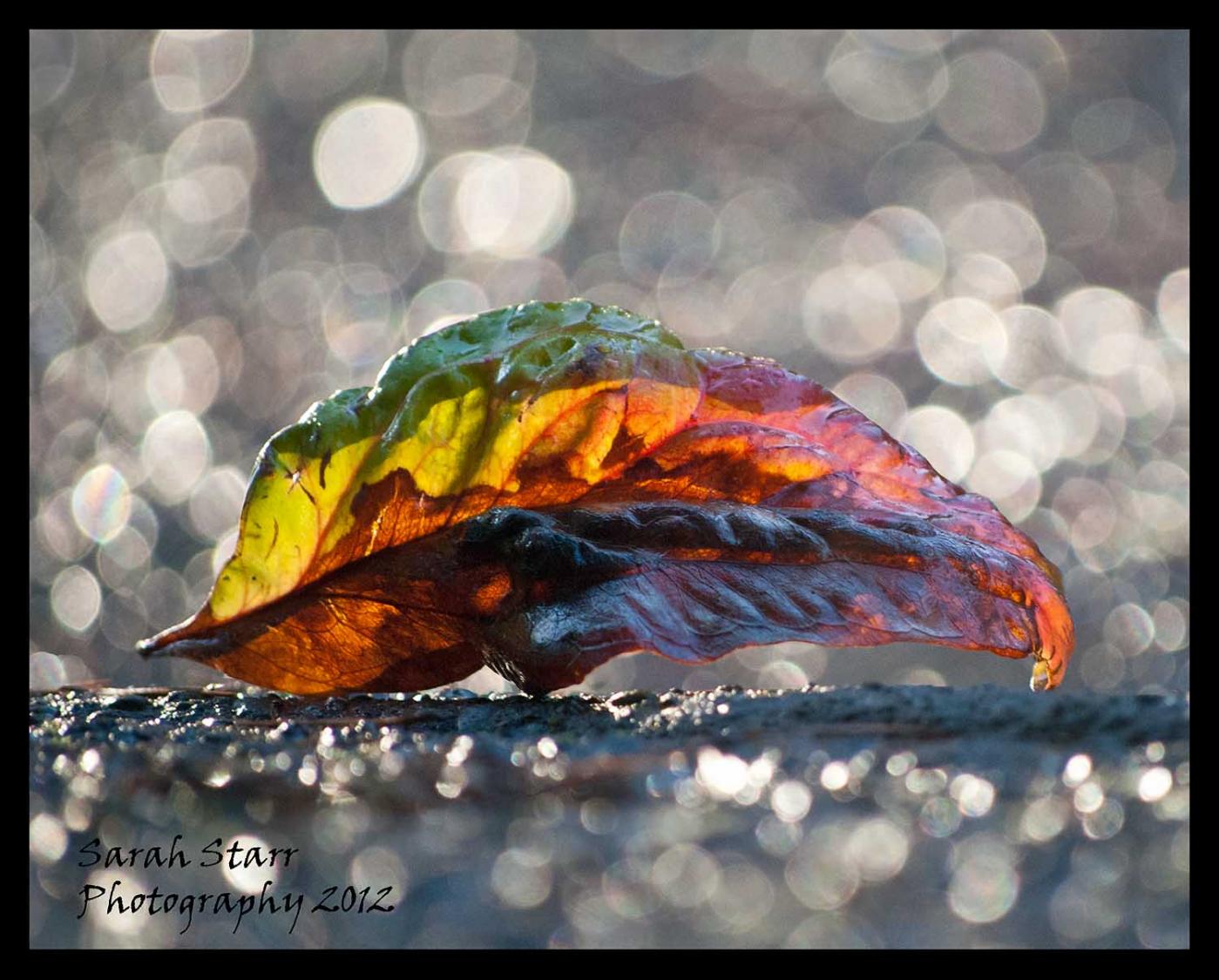 Rainbow leaf