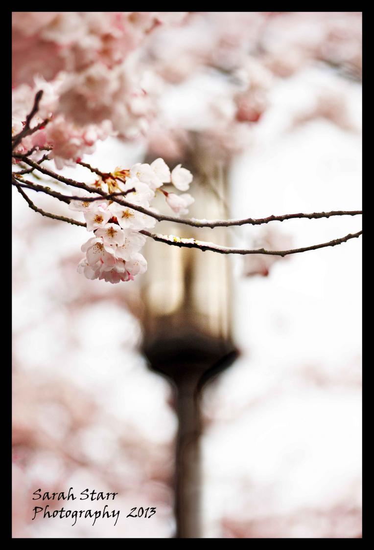 Cherry Blossom Lamp